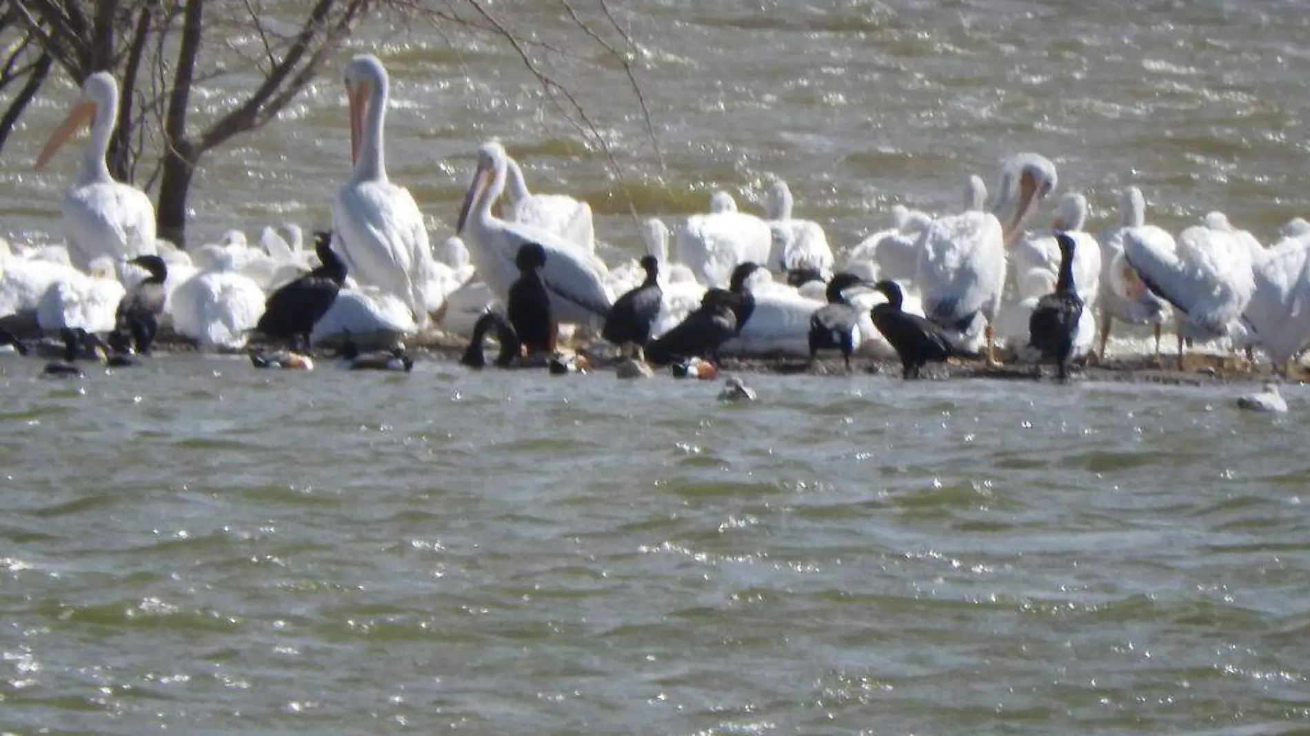 aves migratorias (2)